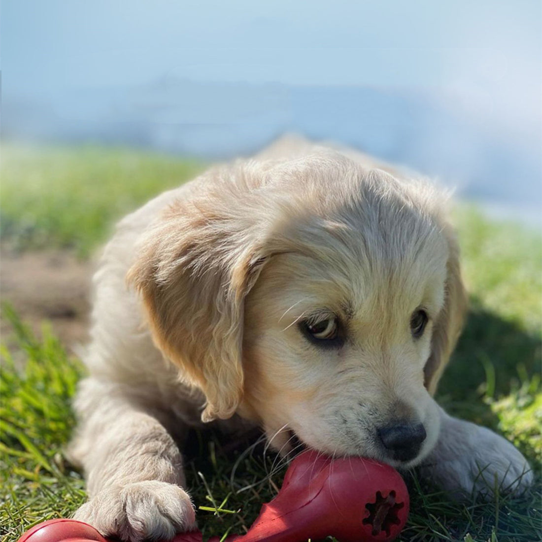 Bite Resistant Rubber Pet Toy For Chewing And Grinding