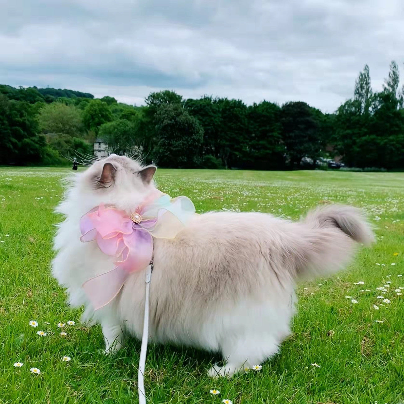 Butterfly Style Retractable Anti Escape Pet Leash