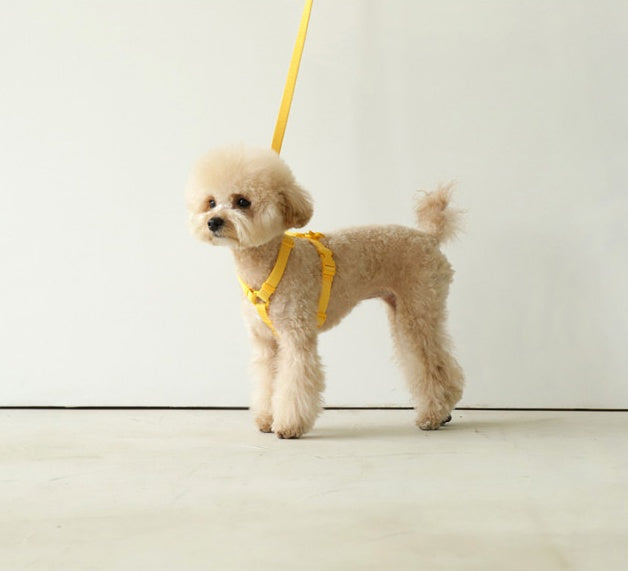 Macaron Style Pet Leash Fashion Lead